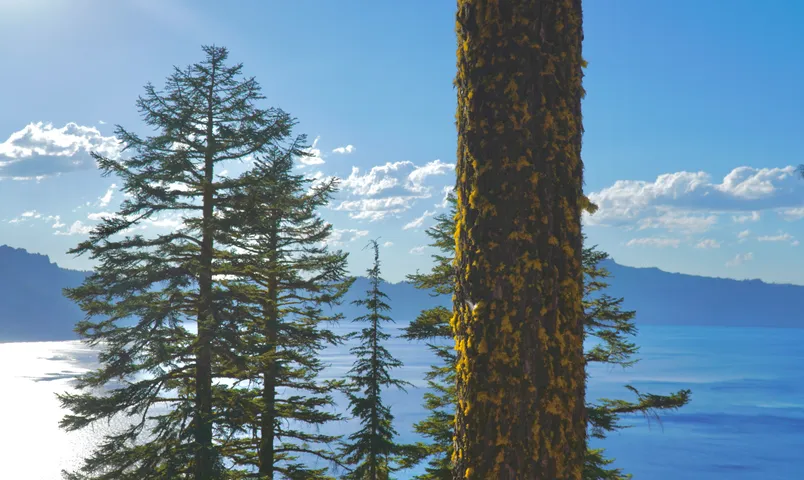 Tall pines in the foreground, one trunk close and bright with lichen, over a blue lake with a far shore of mountains and scattered clouds.