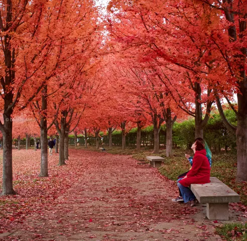 An avenue of trees in full red leaf in Forest Park, St. Louis, the path covered in fallen leaves, a person in red on a bench