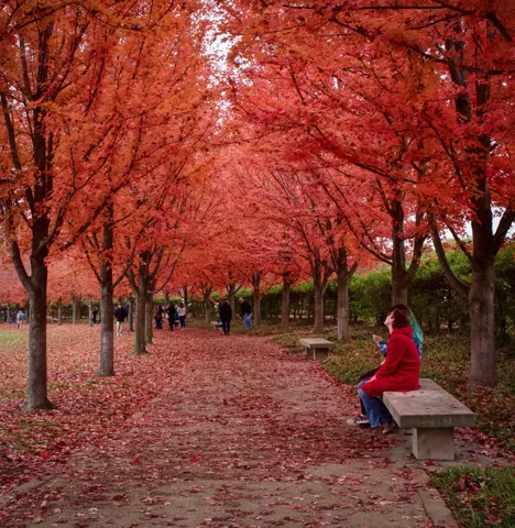 An avenue of maples in full red, leaves carpeting the path, a woman in a red coat seated on a stone bench in the foreground and small figures walking further down.