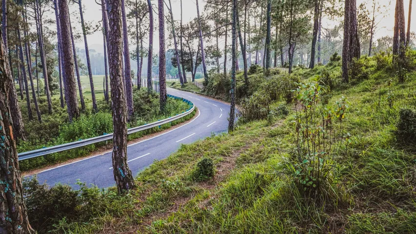 A narrow paved road curves through tall pine trees on a hillside near Ranikhet, Uttarakhand, sunlight breaking across the trunks and grass.