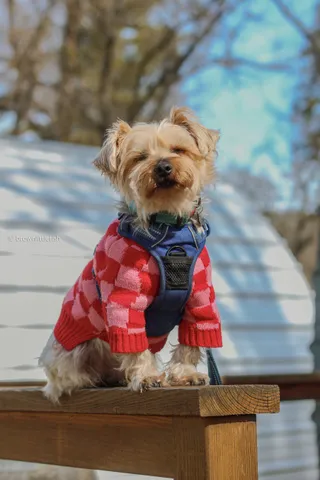 A small terrier in a red and pink checked sweater sits on a wooden bench in the snow in Mariposa, California, looking at the camera