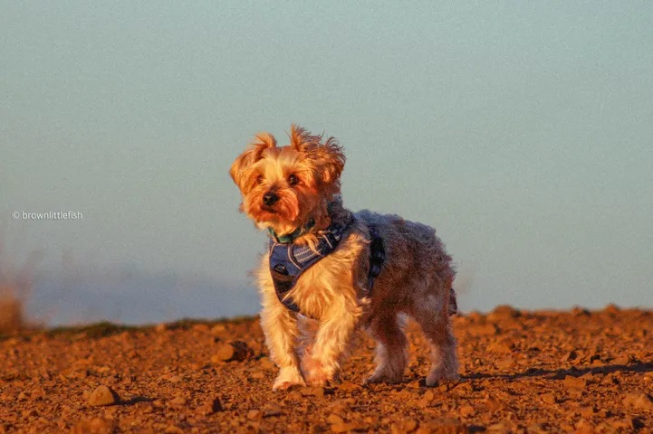 A small tan terrier standing on dry ground in low warm light in San Francisco, fur lit from behind