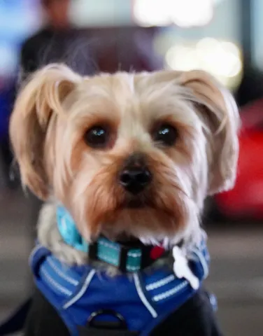 A close portrait of a small Yorkshire terrier with a tan and cream coat, wearing a blue jacket and a teal collar, city lights soft behind it.